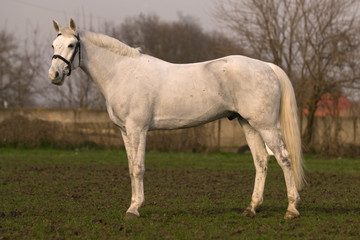 Naklejka na ściany i meble beautiful white gelding on sunset
