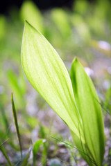 Close-up of green plant