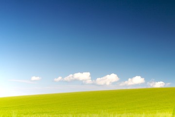 Fototapeta premium Weizenfeld im Sommer