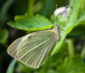 Small white butterfly (Pieris rapae) on leaf
