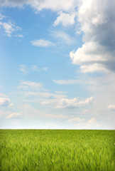 Fototapeta na wymiar Green wheat field on a background cloudy sky
