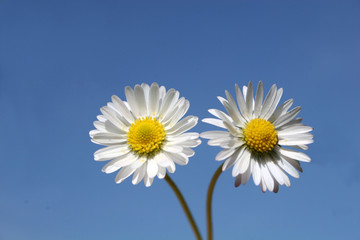 daisies against blue sky