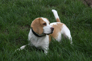 Beagle