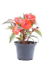 Begonia isolated on white.