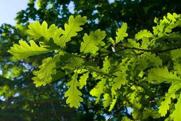 Fototapeta na wymiar Oak leaves
