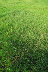 green grass texture