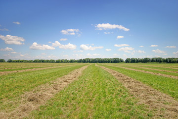 hay rows on meadow