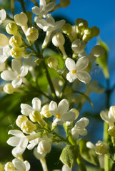 White lilac, close-up