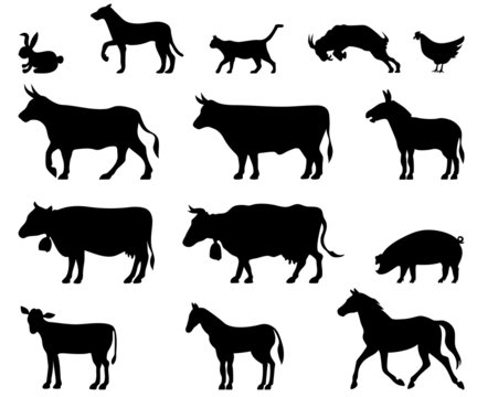 tiere bauernhof