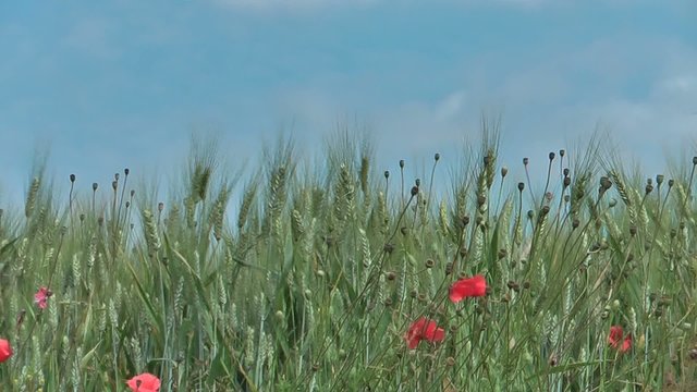 Grano e papaveri in campagna
