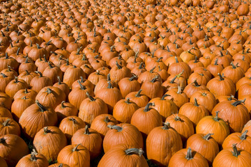 Pumpkin Patch
