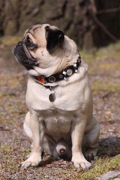 Mops