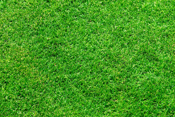 Fresh lawn grass