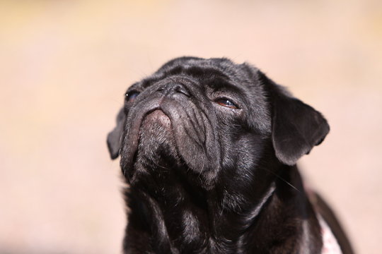 Schwarzer Mops