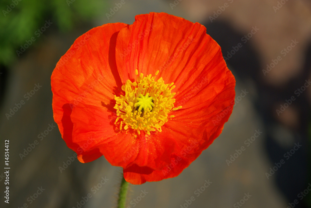 Wall mural Isländischer Mohn - iceland poppy 01