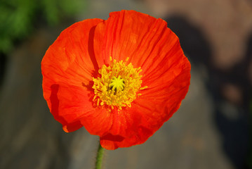 Isländischer Mohn - iceland poppy 01