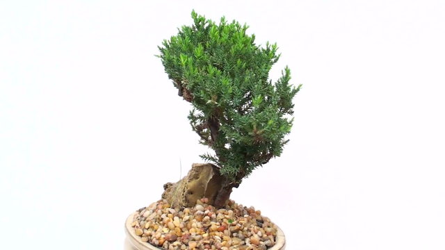Bonsai tree seamless loop background - HD
