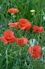 Poppies in Provence-8