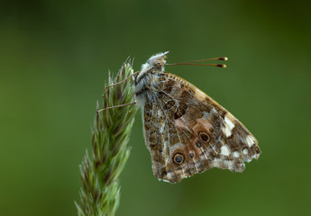 Distelfalter