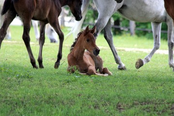 Fototapeta premium Fohlen auf der Weide