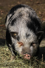Geflecktes Schwein