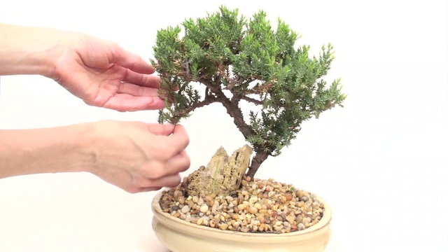 Woman prunes miniature Japanese bonsai tree - HD