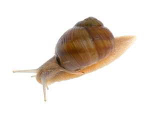 snail