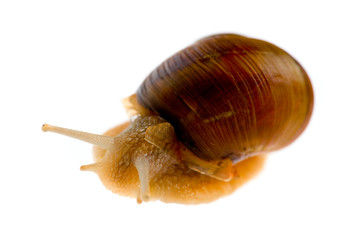snail
