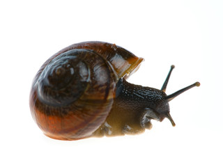 snail
