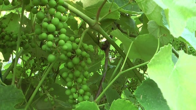 Vite e grappoli d'uva