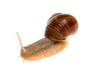 snail