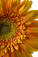 Gerber Daisy