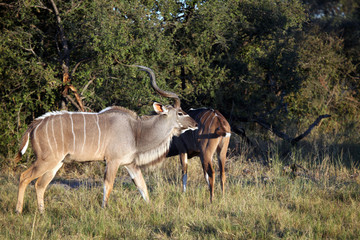 Male and Female Greater Kudu