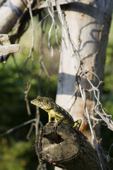 A Lizard at rest