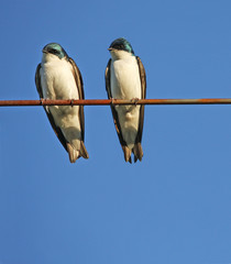 Tree Swallows