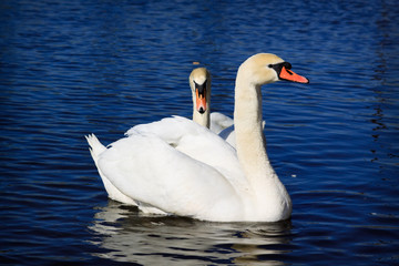 Pair of white swans