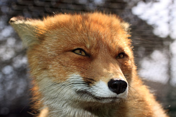 Red fox