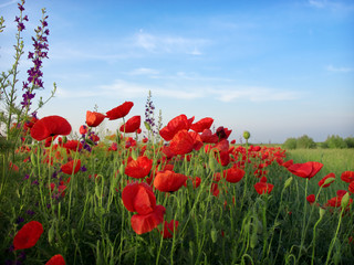 red poppy