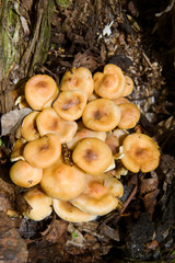Fototapeta premium False honey agarics