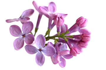 Fototapeta na wymiar Lilac Flower