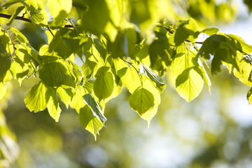 Green leaves in the sun