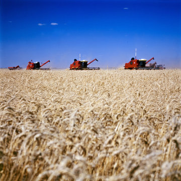 campo de trigo