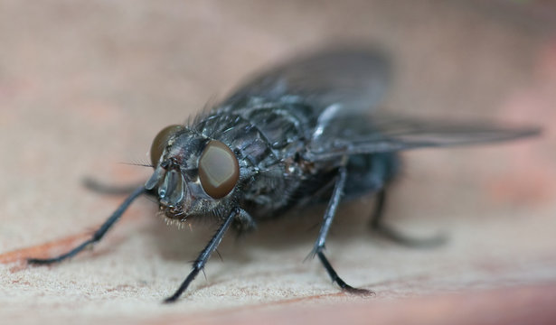 fly
