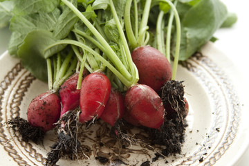 Radieschen geerntet