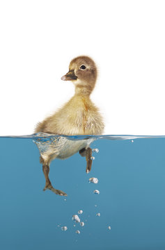 Badeente 2