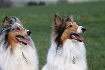Langhaar Collie