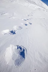 Crédence de cuisine en verre imprimé Cercle polaire Polar Bear Trail