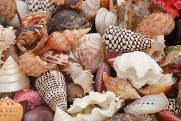 Shells