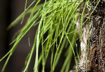 Erba cipollina - close up