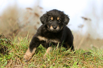 chiot hovawart vu de face au regard curieux et intrigué
